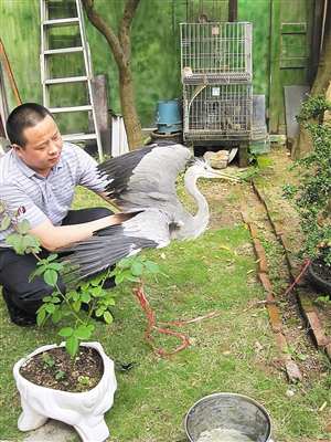 益田村民买活鱼喂养受伤苍鹭