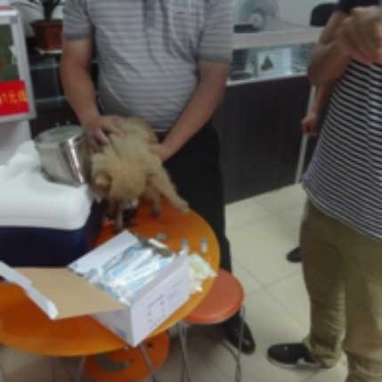 世界狂犬病日将近，协会为收容犬只注射狂犬疫苗！