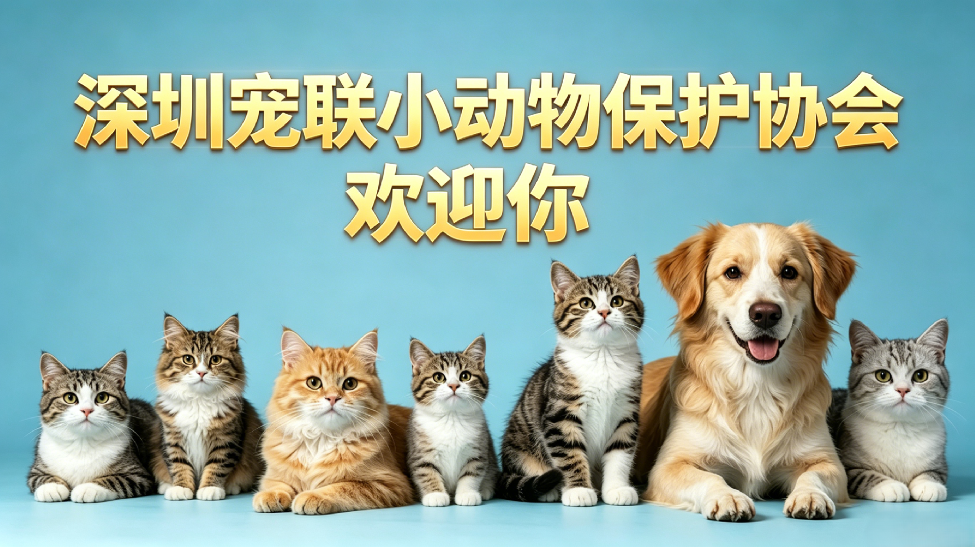 深圳宠联小动物协会欢迎您。